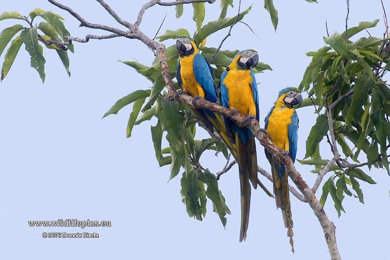 Blue-and-yellow Macaw - ML641485437