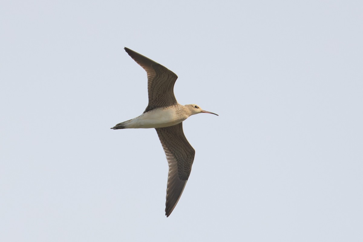 Little Curlew - ML641485443