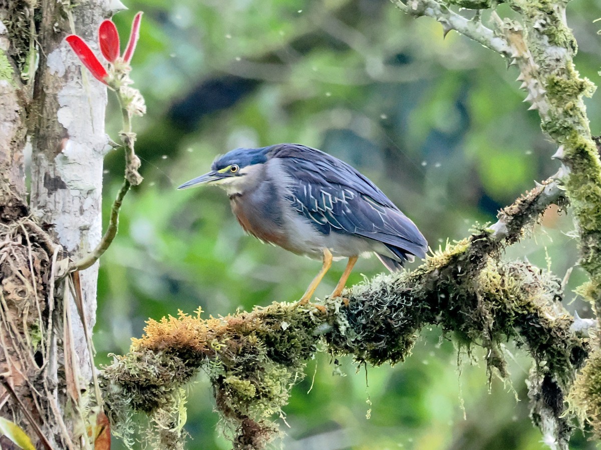 Striated Heron (South American) - ML641485444