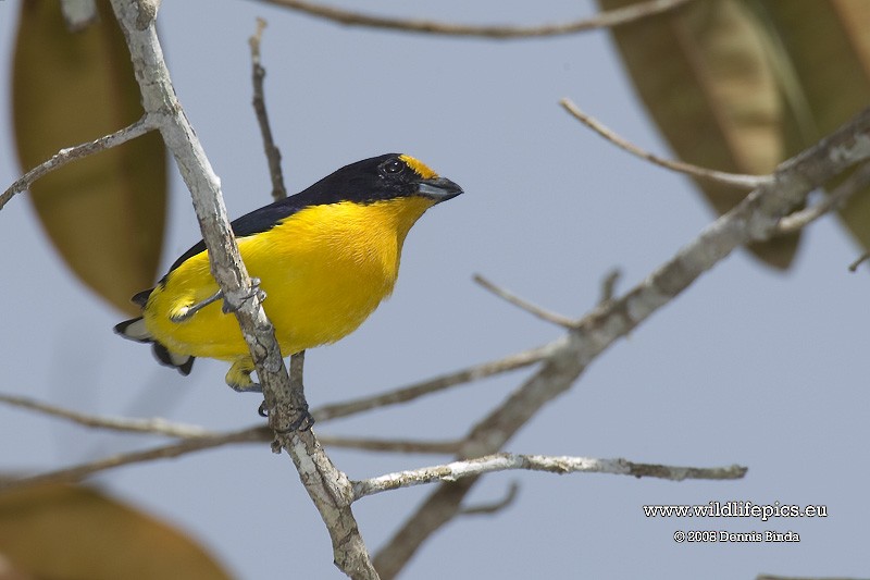 Violaceous Euphonia - ML641485487