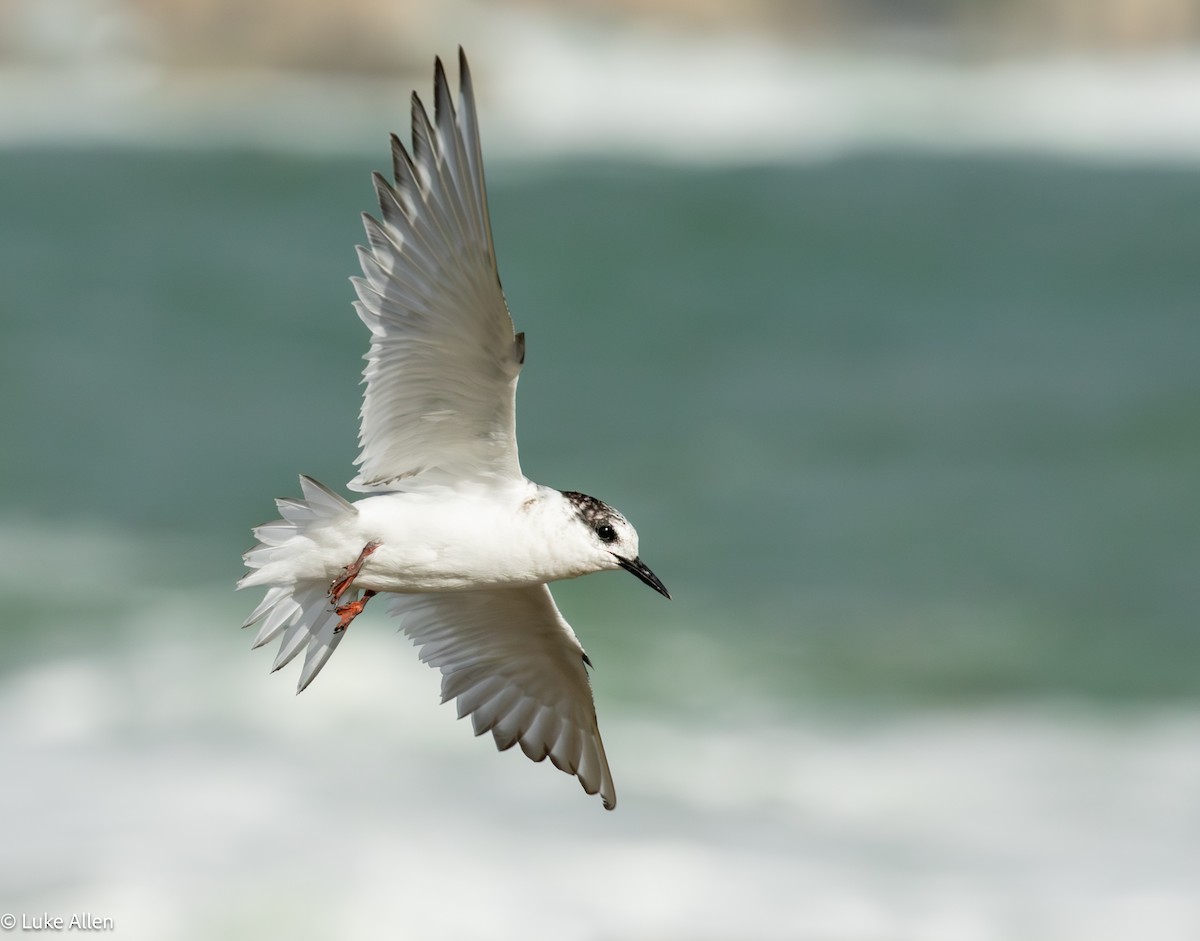 Antarctic Tern - ML641485502