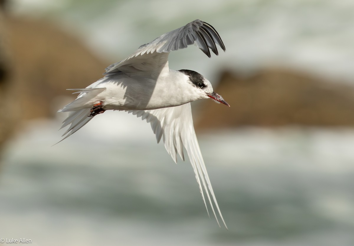 Antarctic Tern - ML641485513