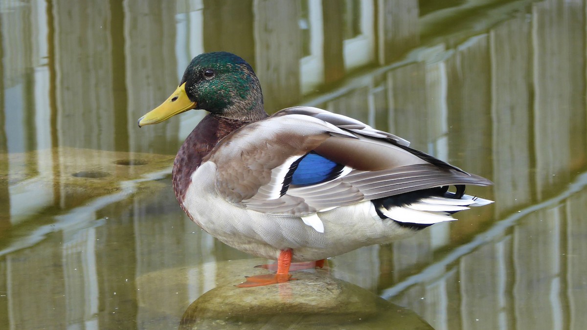Mallard - ML641485522