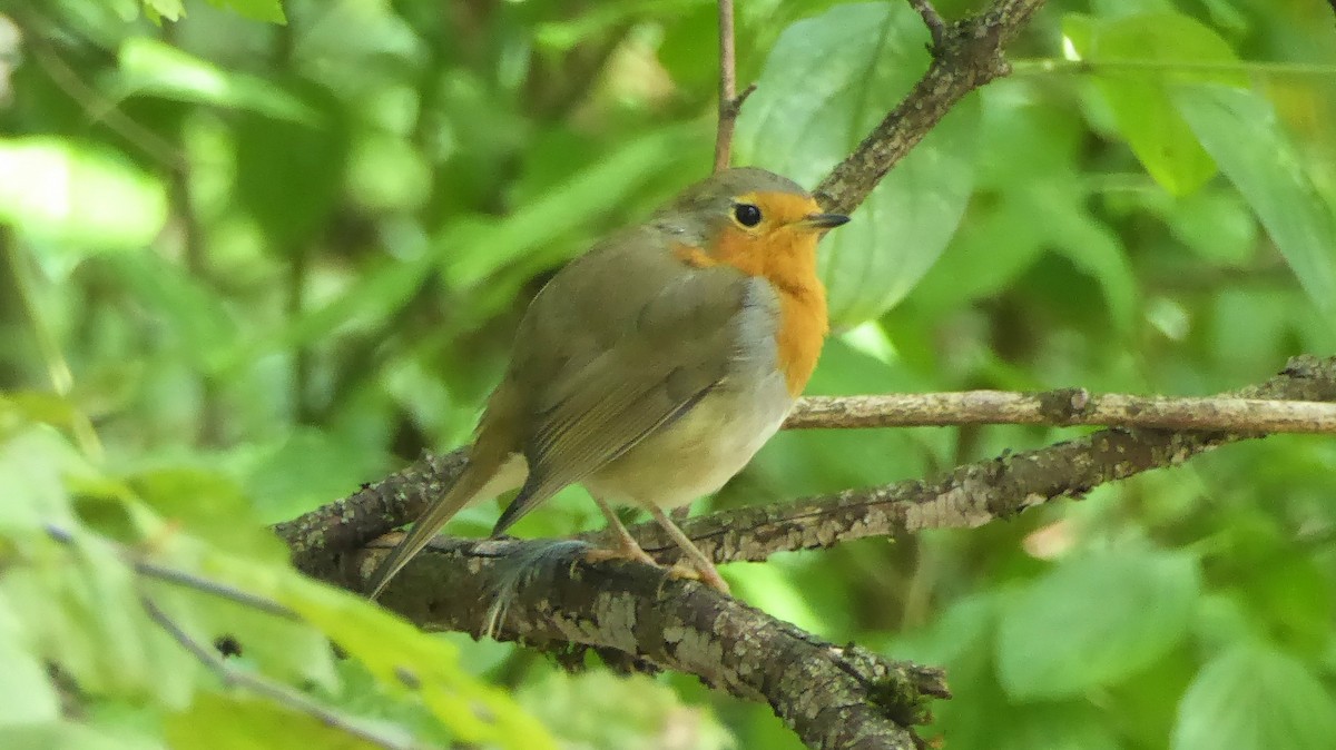 European Robin - ML641485527