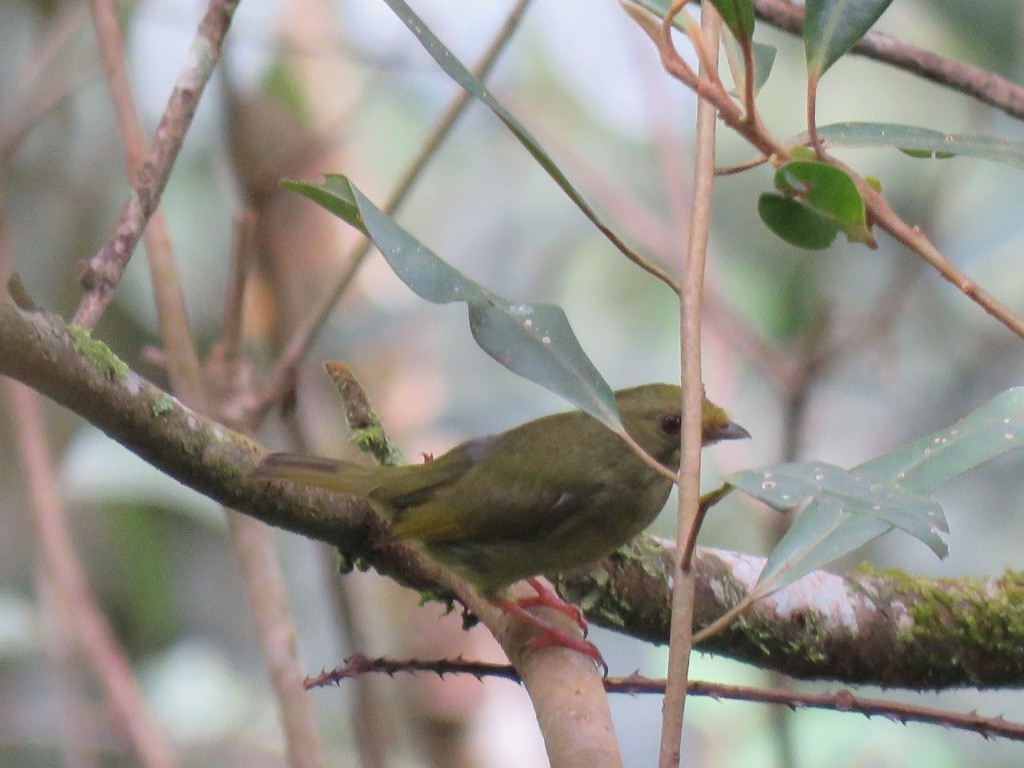 Golden-winged Manakin - ML641485552