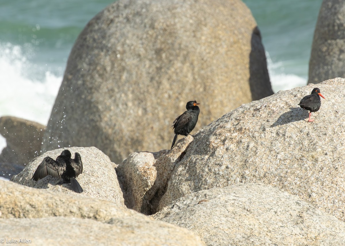 Crowned Cormorant - ML641485557
