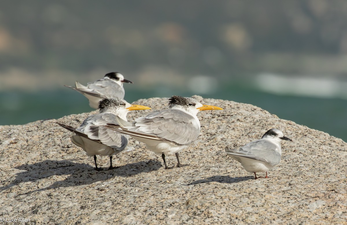 Great Crested Tern - ML641485560