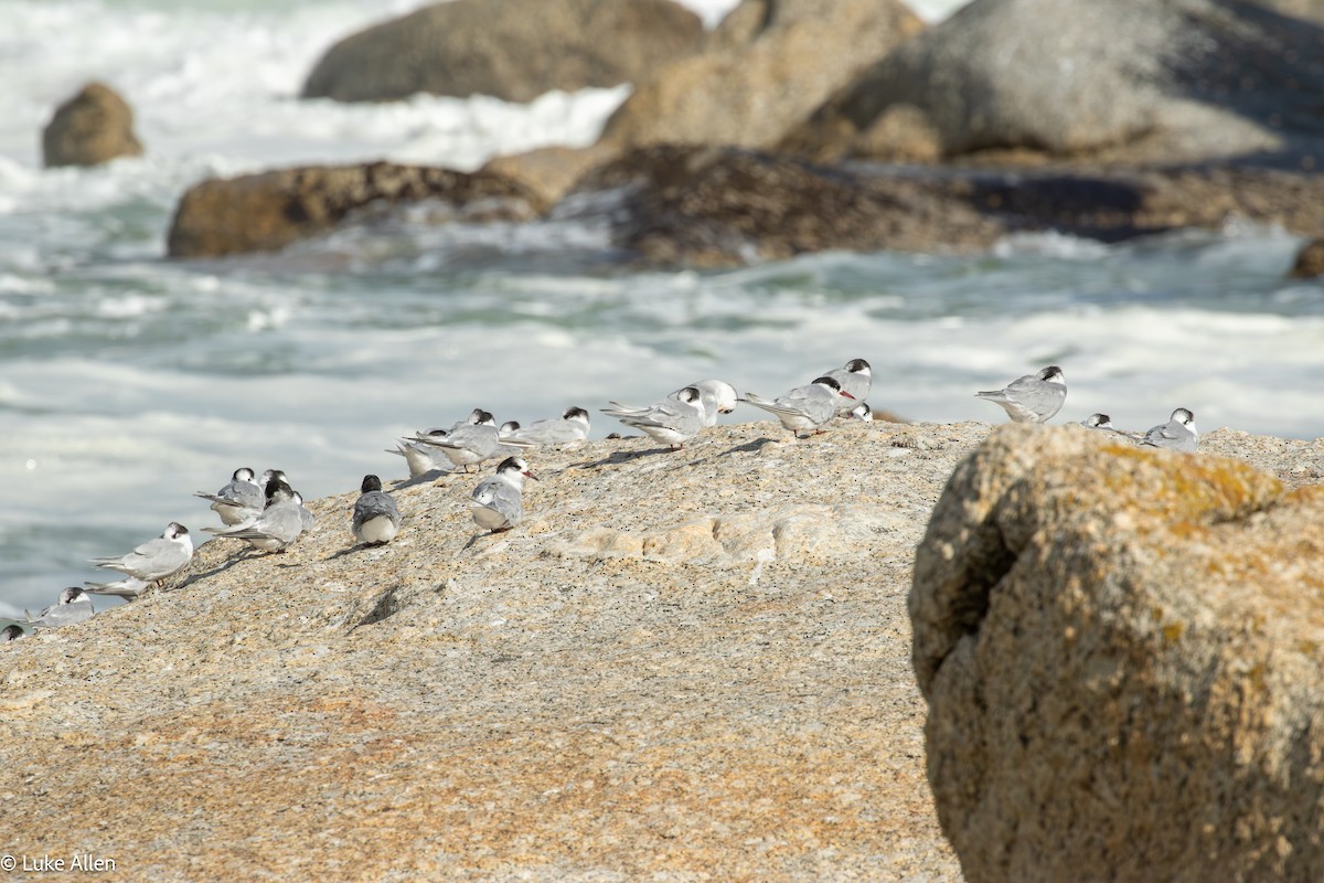 Antarctic Tern - ML641485580