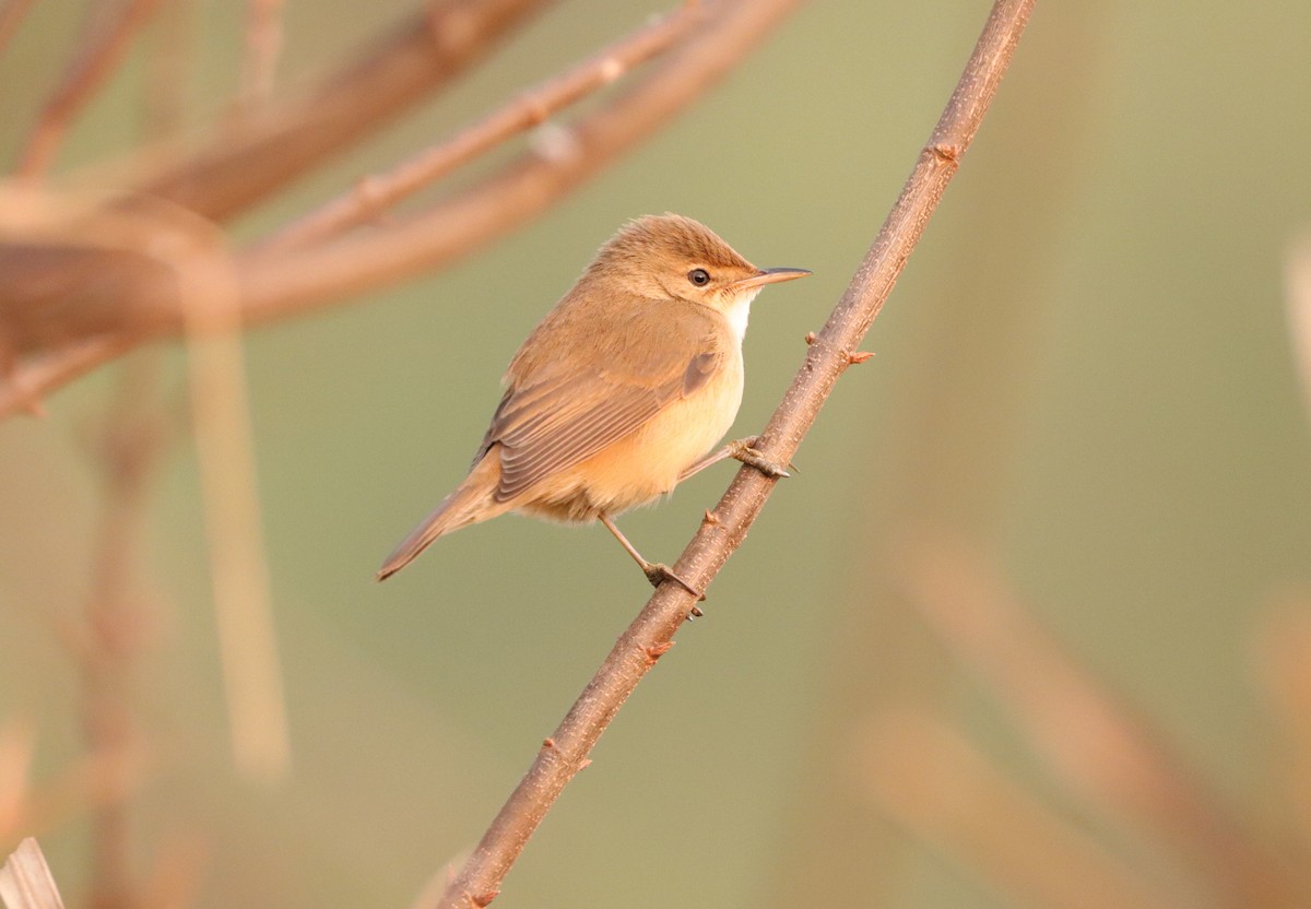 rørsanger (baeticatus gr.) - ML641485584