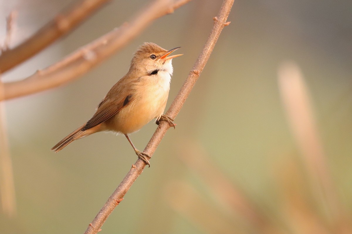 rørsanger (baeticatus gr.) - ML641485585
