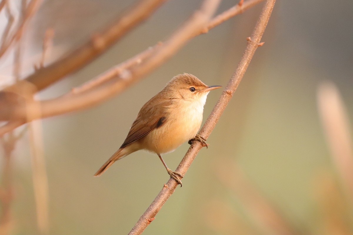 rørsanger (baeticatus gr.) - ML641485586