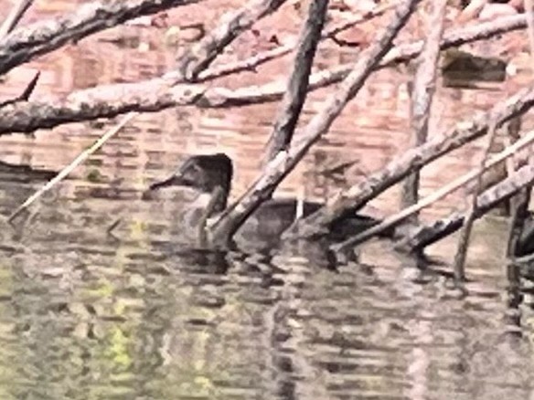 Hooded Merganser - ML641485589