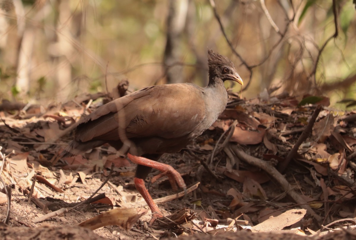 Orange-footed Megapode - ML641485618