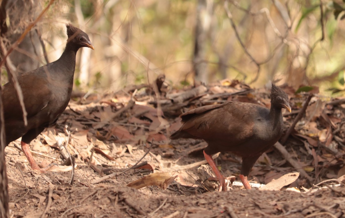 Orange-footed Megapode - ML641485619