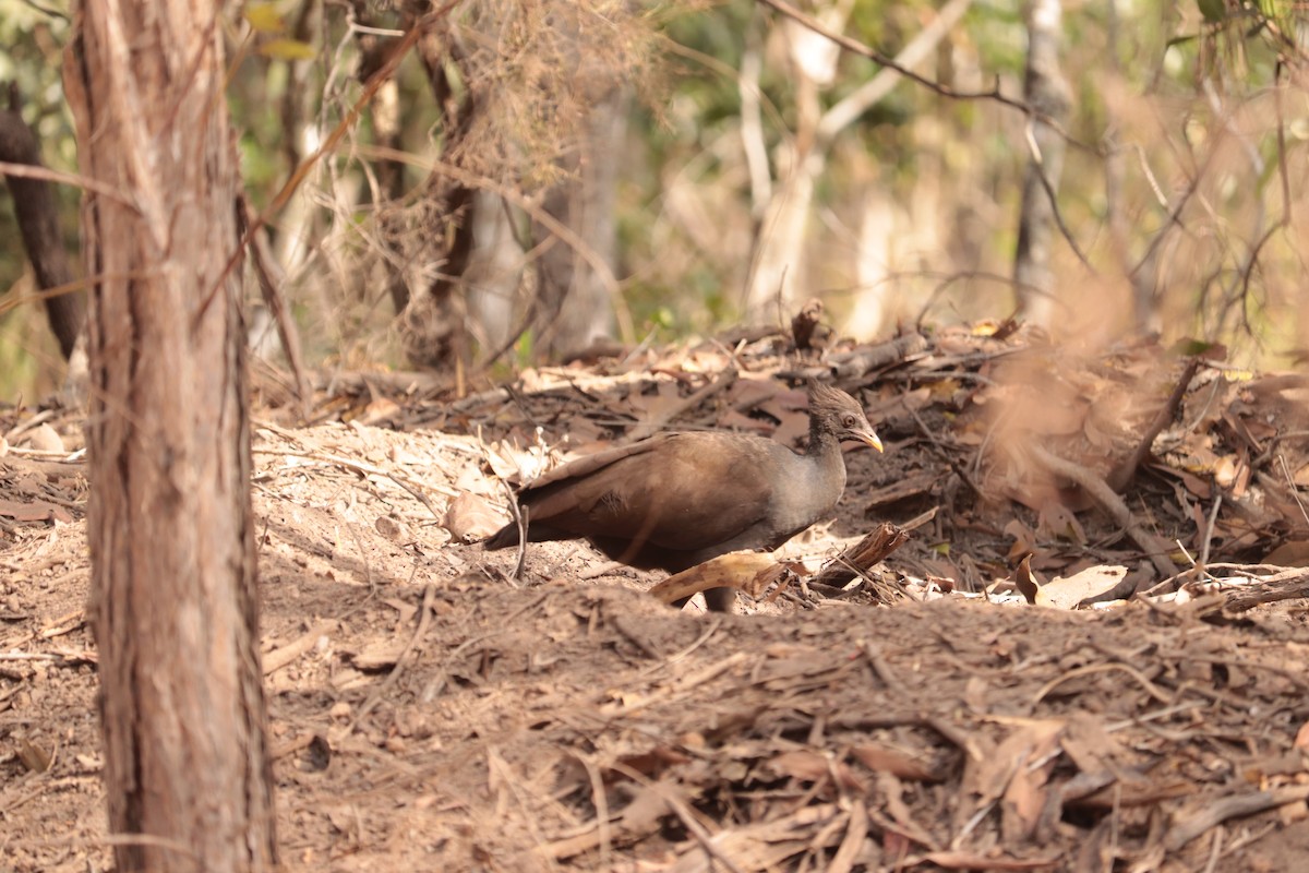 Orange-footed Megapode - ML641485620