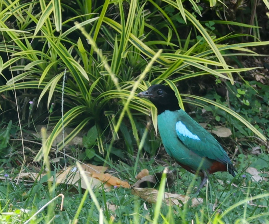 Western Hooded Pitta (Sunda) - ML641485633