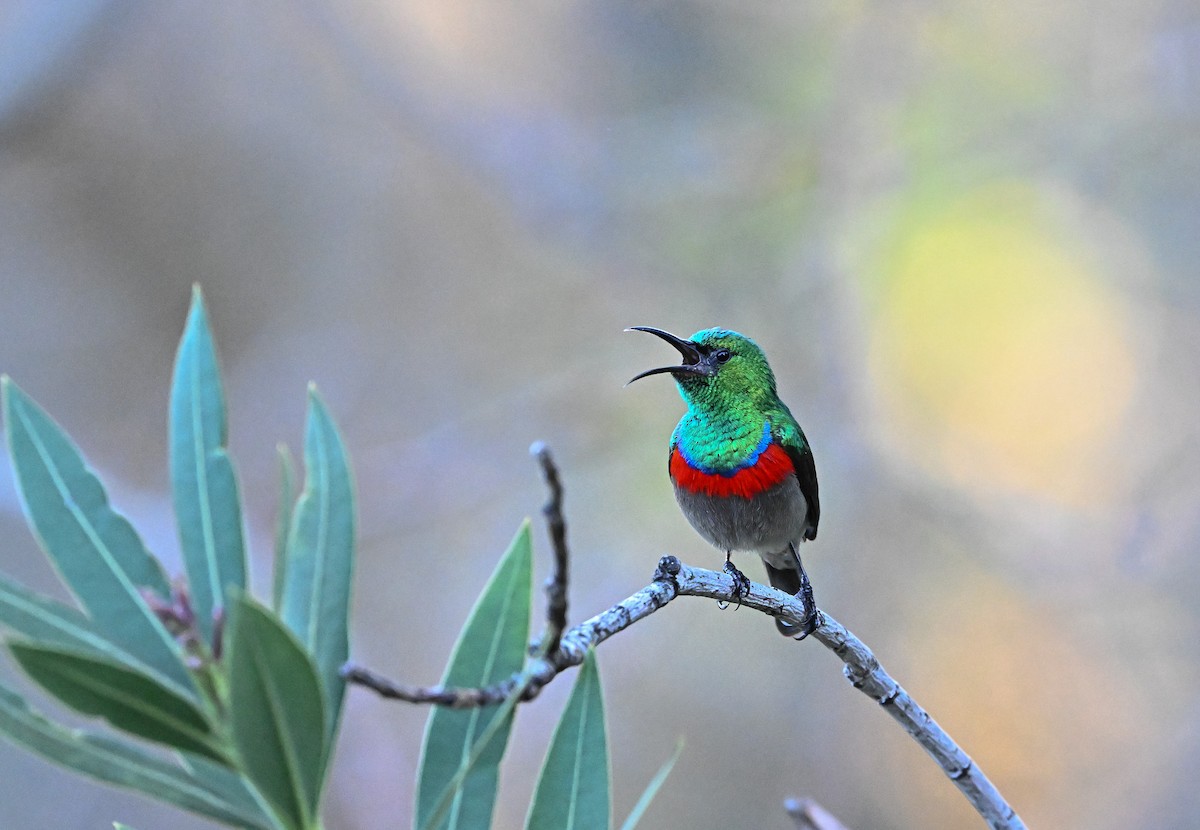 Southern Double-collared Sunbird - ML641485635