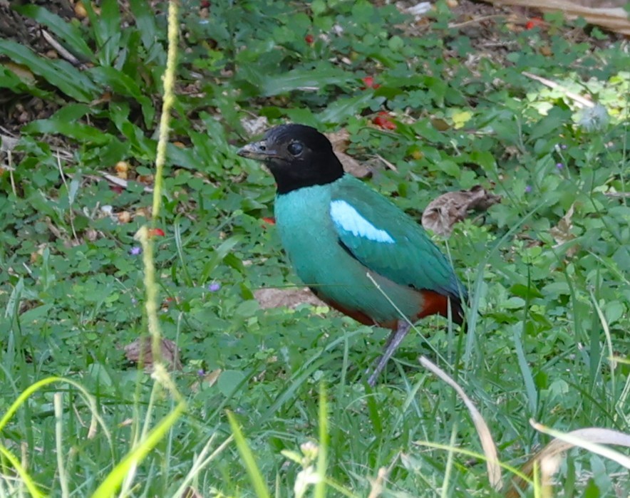 Western Hooded Pitta (Sunda) - ML641485637