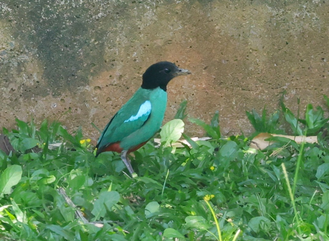 Western Hooded Pitta (Sunda) - ML641485649