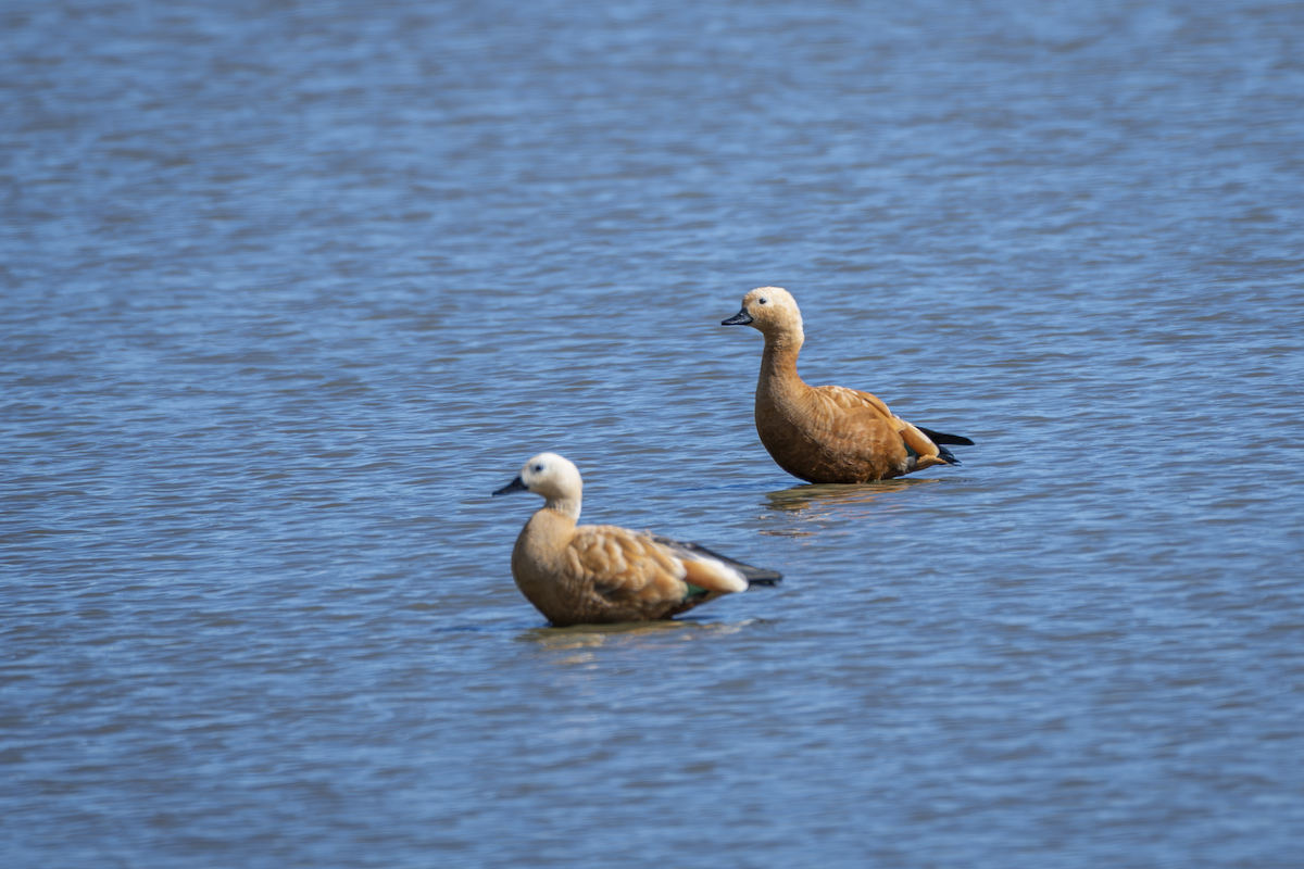 Ruddy Shelduck - ML641485652