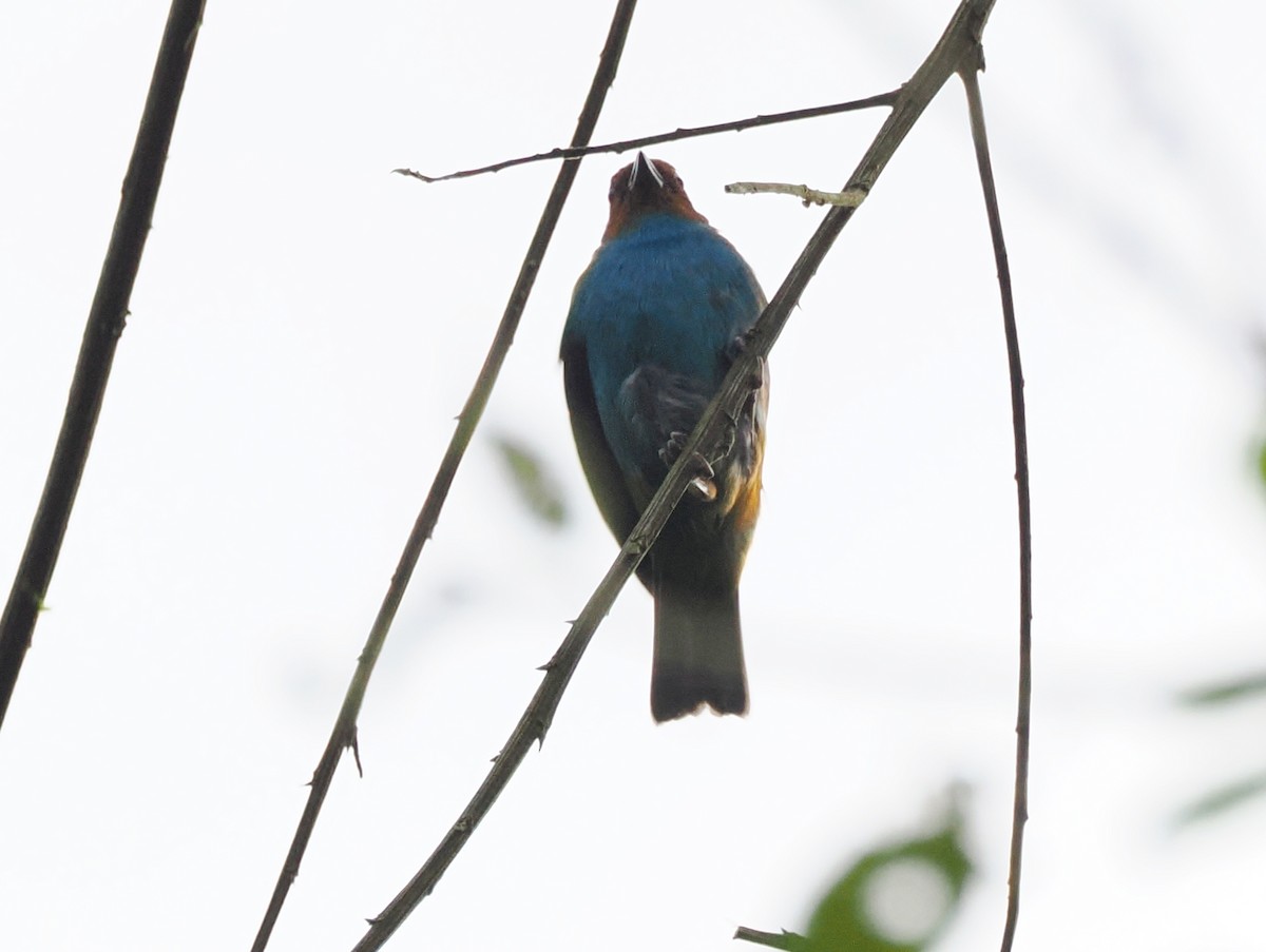 Bay-headed Tanager (Bay-and-blue) - ML641485658