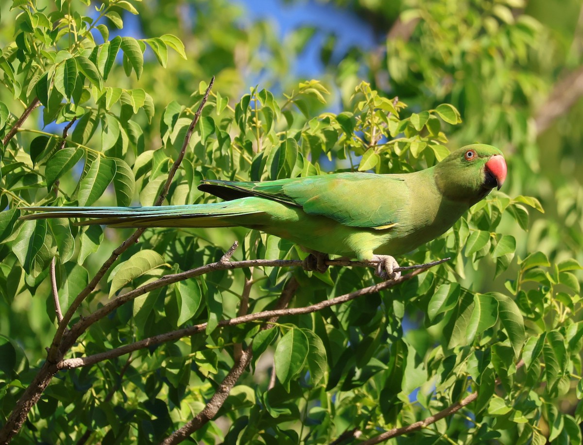 Rose-ringed Parakeet - ML641485679