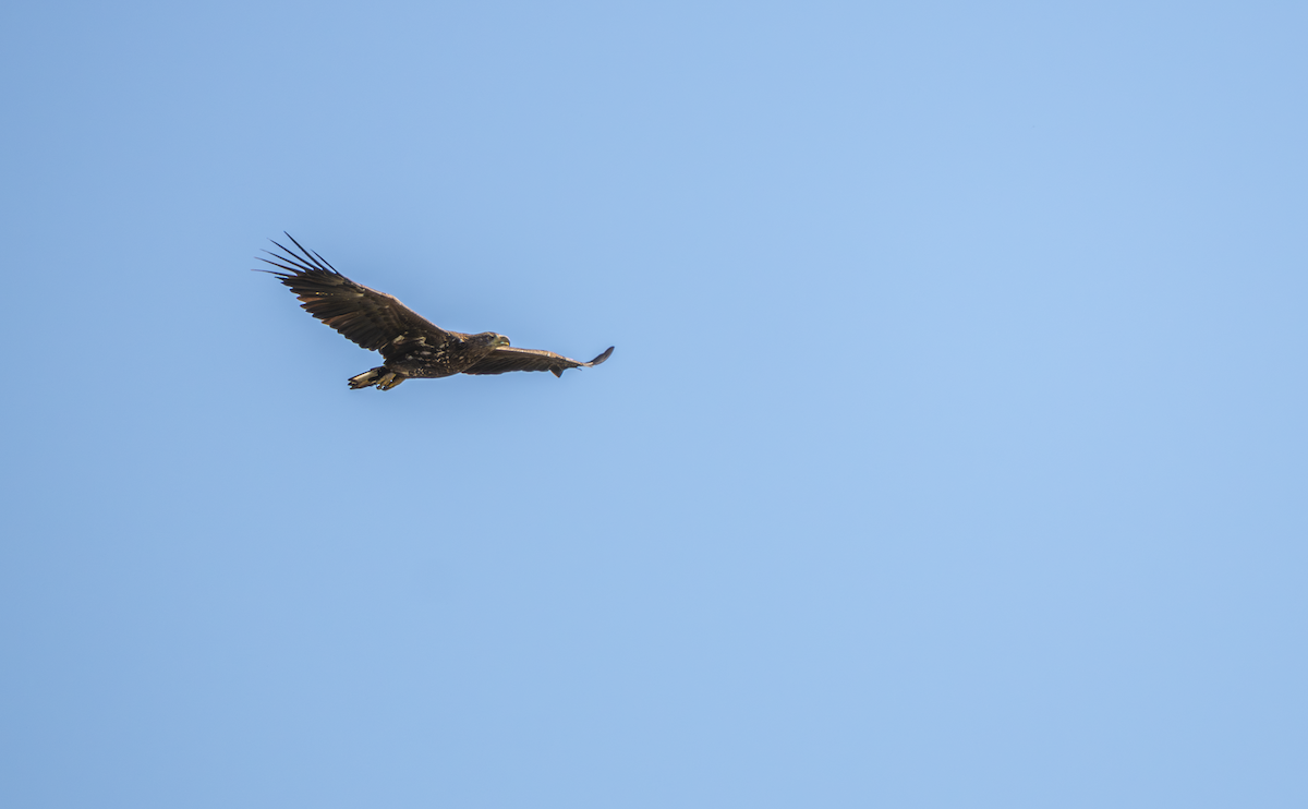 White-tailed Eagle - ML641485683