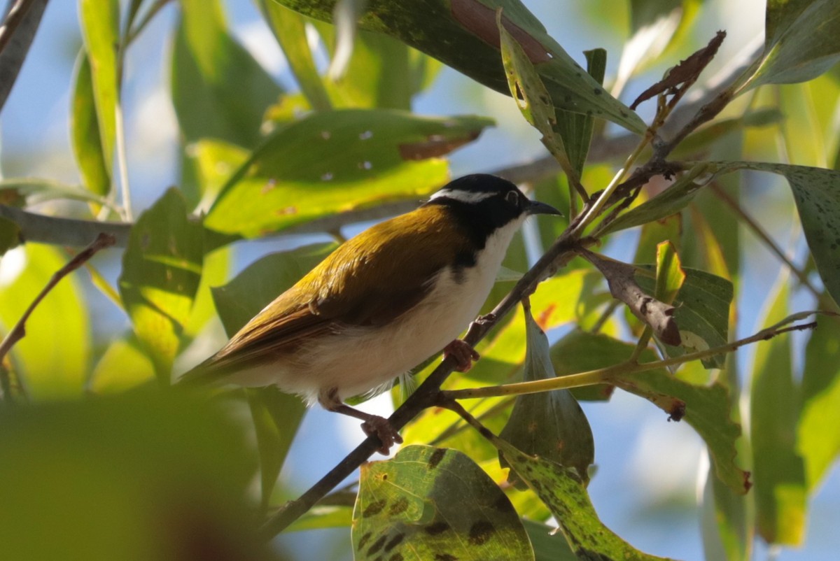 White-throated Honeyeater - ML641485687