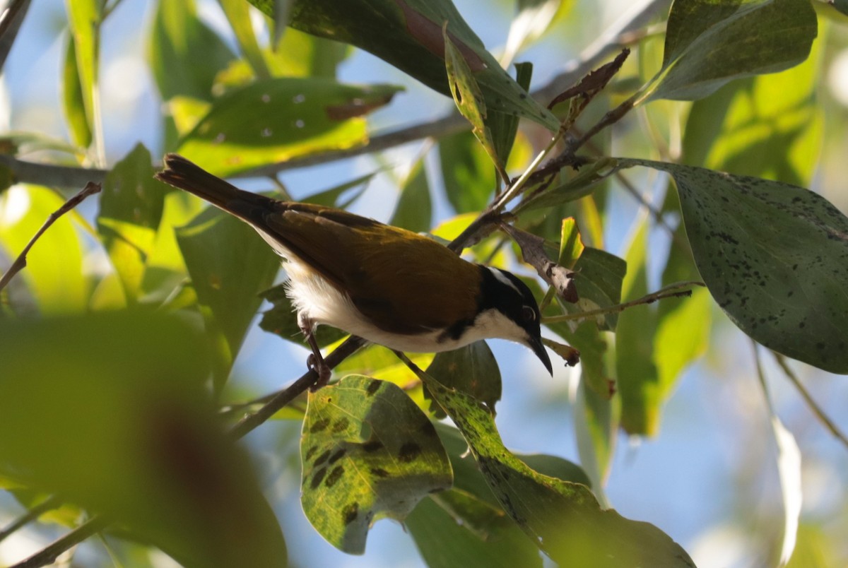 White-throated Honeyeater - ML641485688
