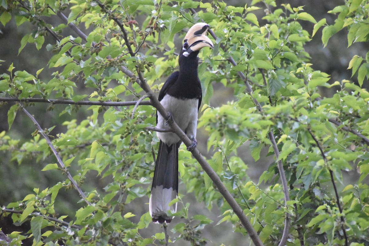 Oriental Pied-Hornbill - ML641485694