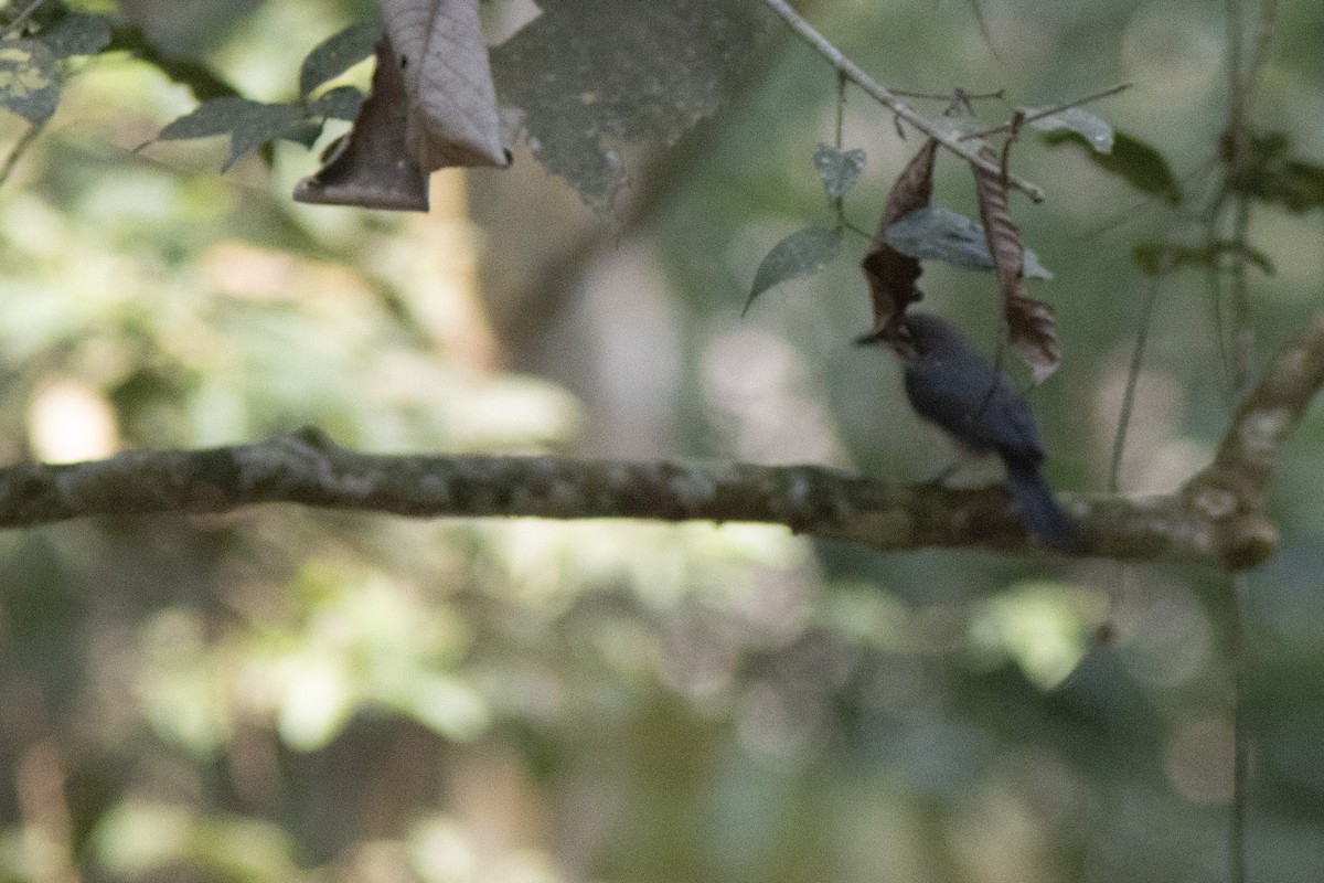 White-eyed Slaty-Flycatcher - ML641485695