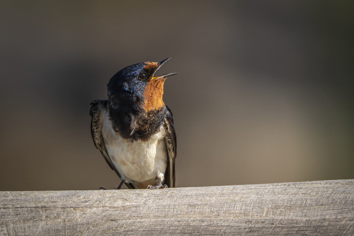 Barn Swallow - ML641485700