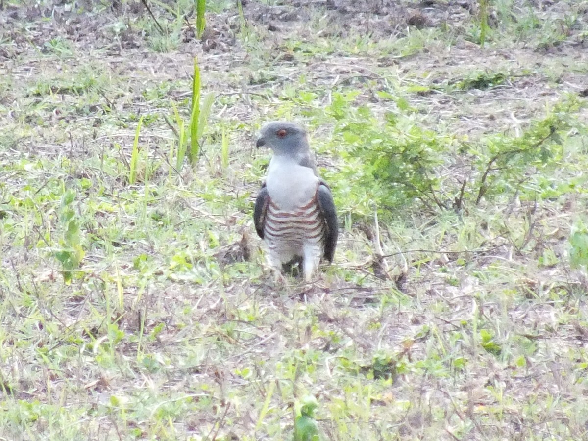 African Cuckoo-Hawk - ML641485708