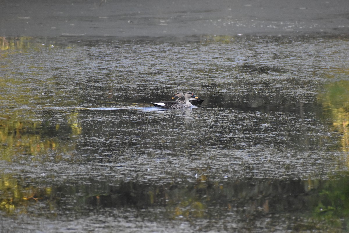 Indian Spot-billed Duck - ML641485713