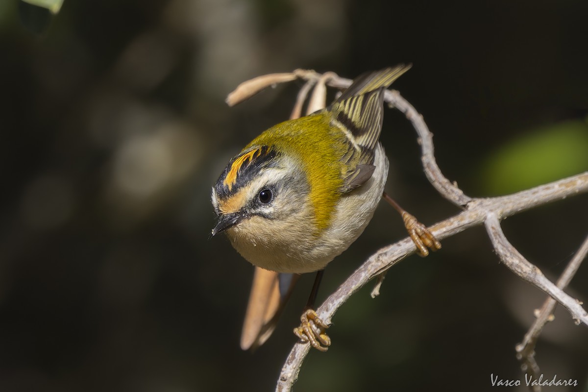 Common Firecrest - ML641485714