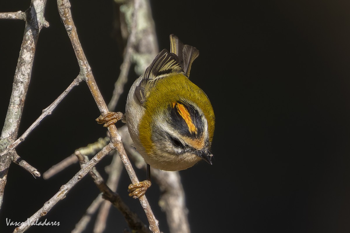 Common Firecrest - ML641485715