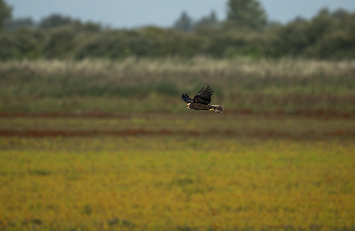 Western Marsh Harrier - ML641485739