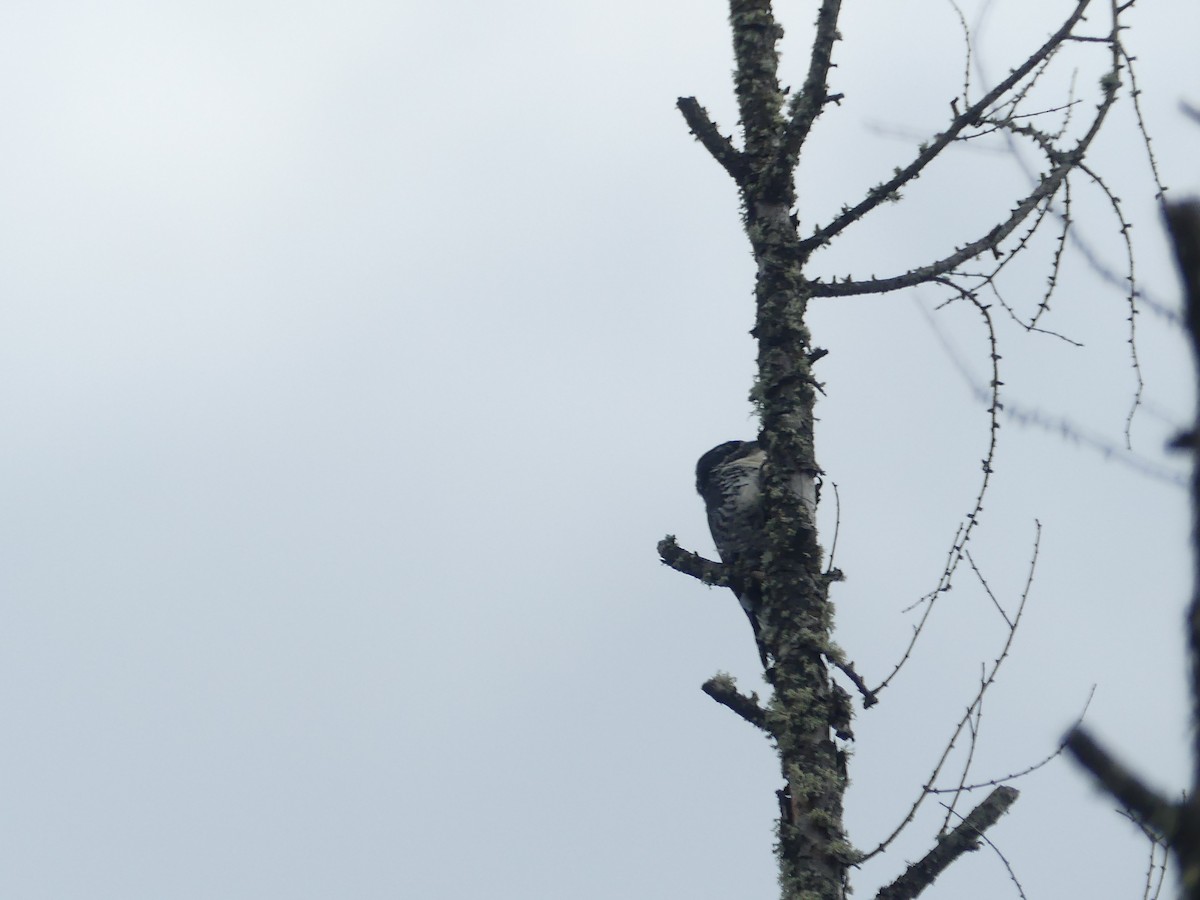 American Three-toed Woodpecker - ML641485756