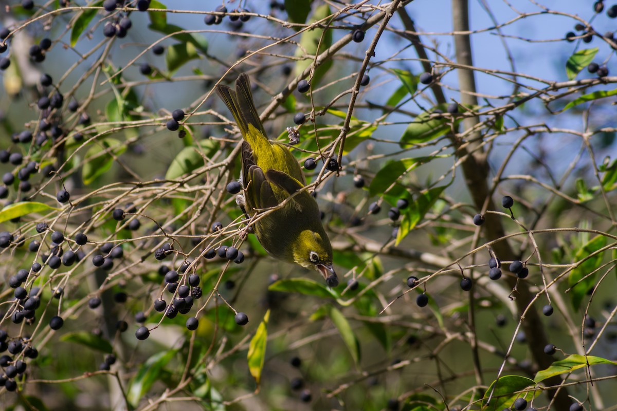 Silvereye - ML641485857
