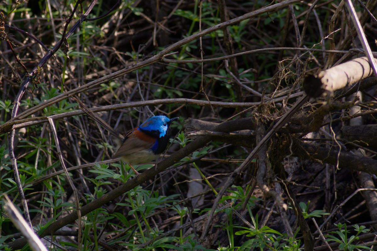 Variegated Fairywren - ML641485861