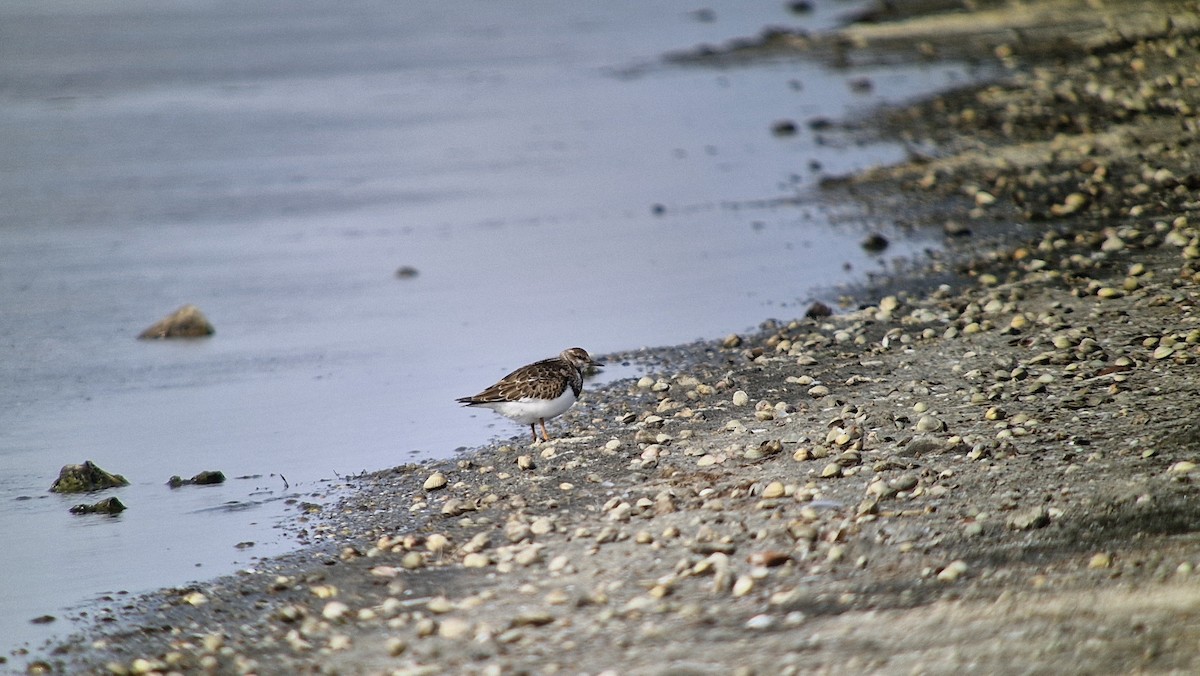 kamenáček pestrý - ML641485905