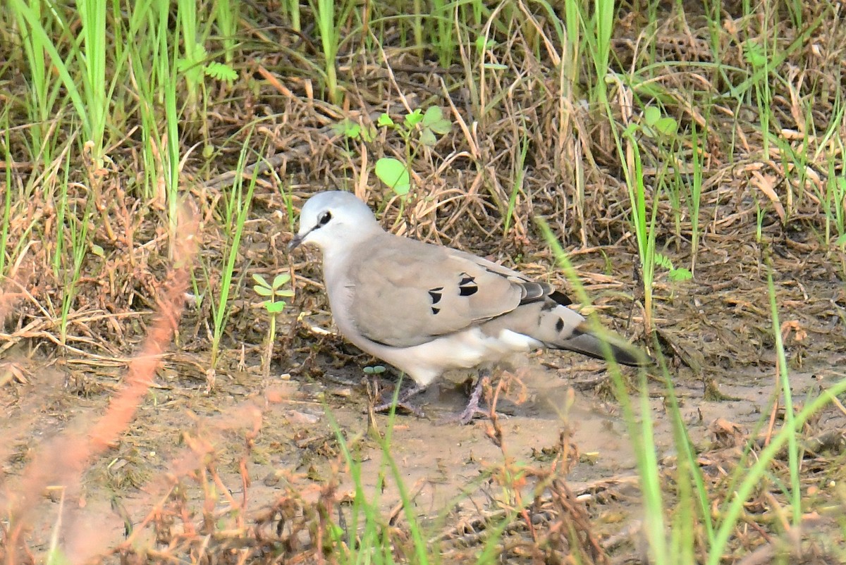 Black-billed Wood-Dove - ML641485916