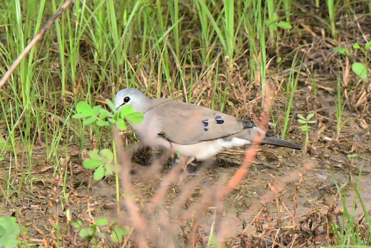 Black-billed Wood-Dove - ML641485917