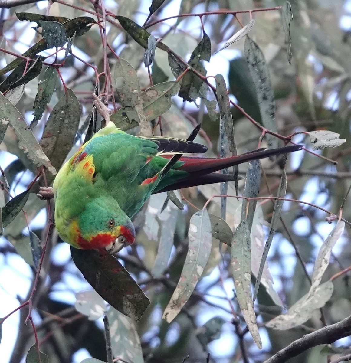 Swift Parrot - ML641485925