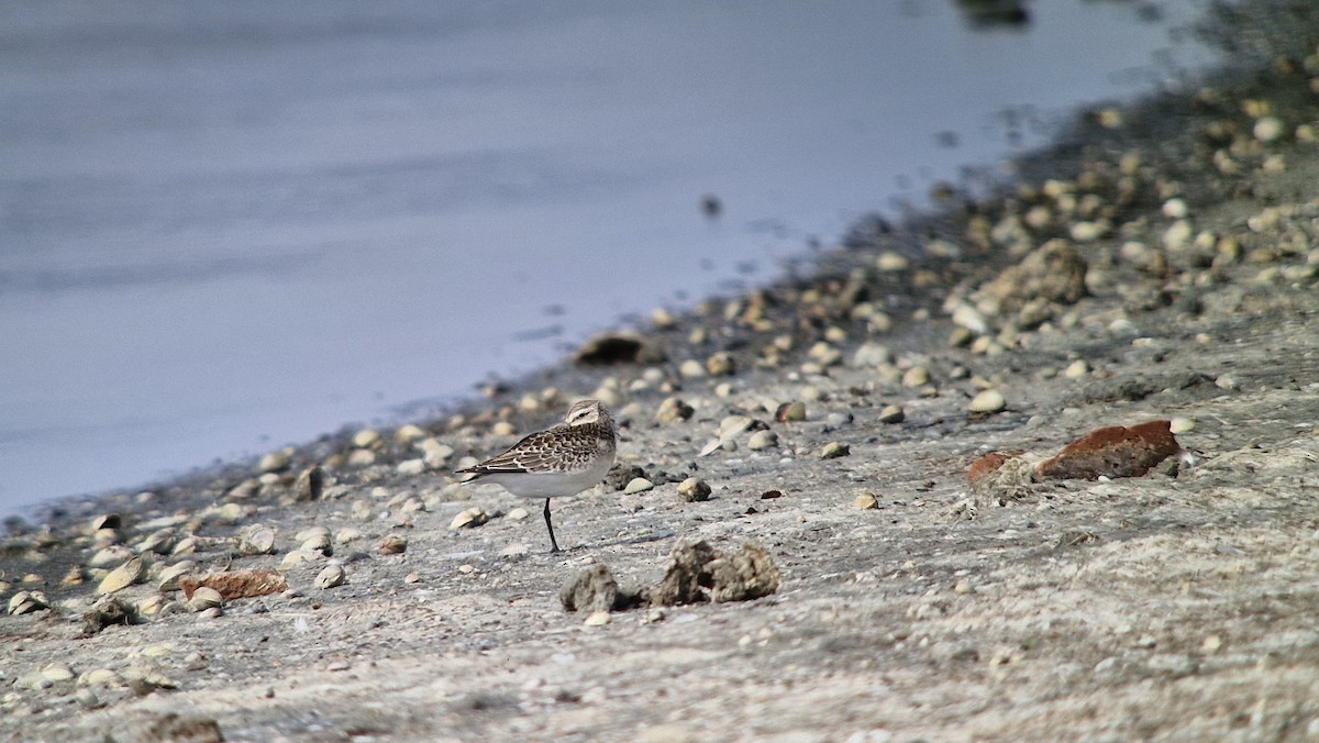 jespák křivozobý - ML641485926