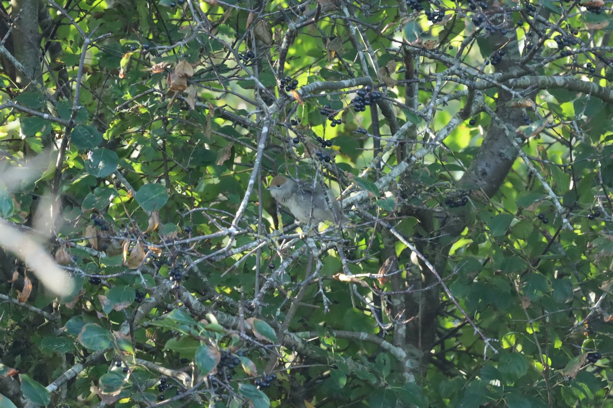 Eurasian Blackcap - ML641485935