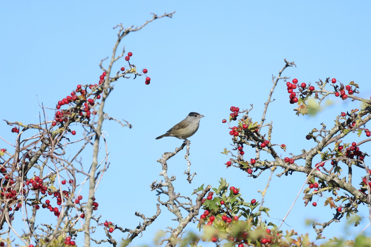 Eurasian Blackcap - ML641485936