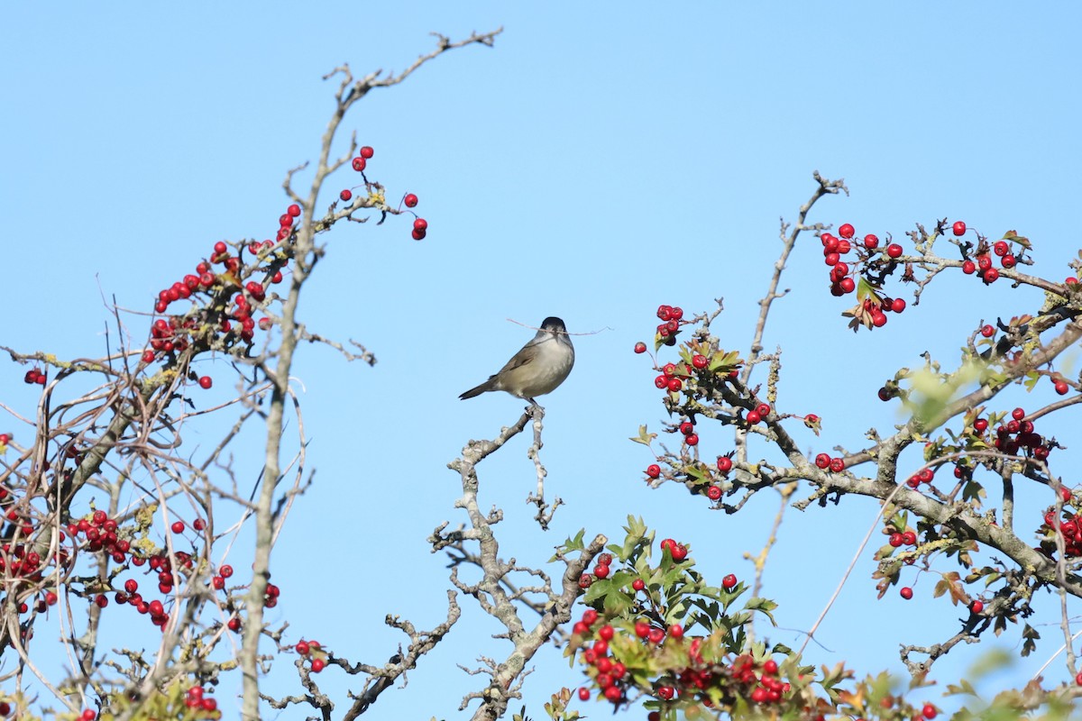 Eurasian Blackcap - ML641485937