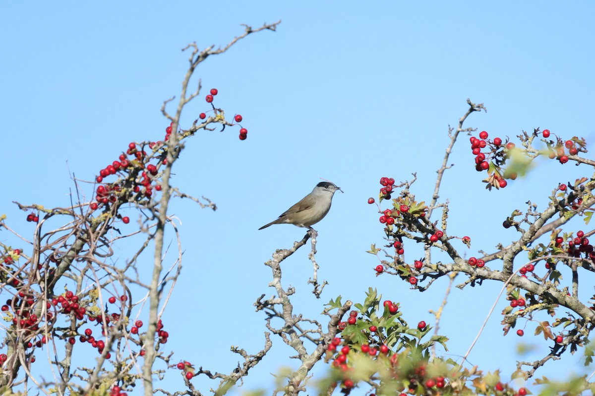 Eurasian Blackcap - ML641485938