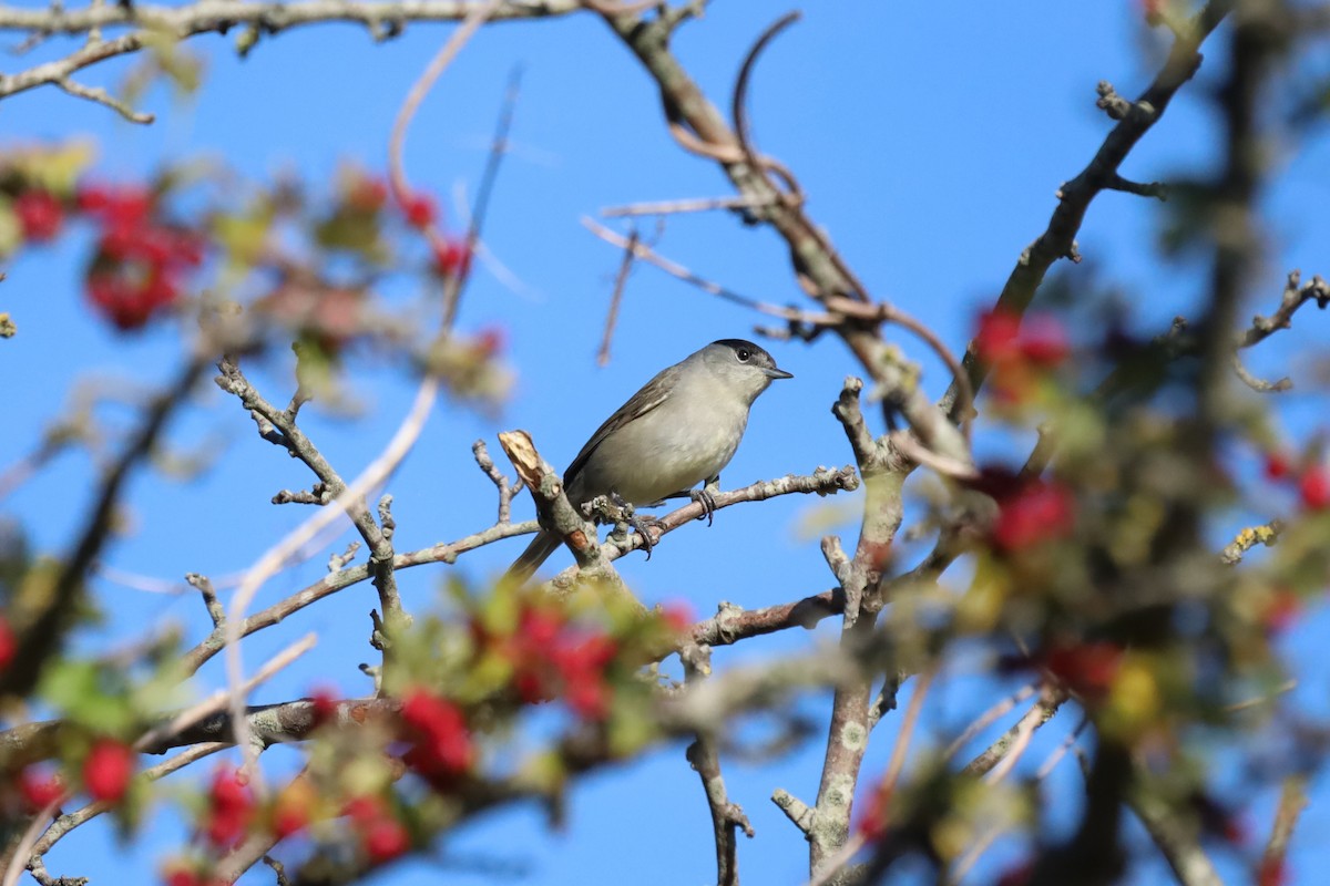 Eurasian Blackcap - ML641485942